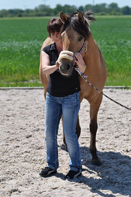 Kontrolle der Mobilität des Halses bei der Pferdephysiotherapie Kontrolle der Mobilität des Halses bei der Pferdephysiotherapie